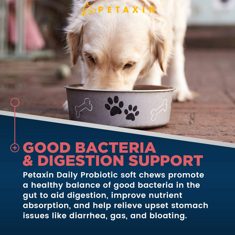 Petaxin Probiotics for Dogs - 6 Strains with Prebiotics - Supports Digestive and Immune System – Relief for Diarrhea, Bad Breath, Allergies, Gas, Constipation, Hot Spots - Made in USA - 120 Chews 1 Pack_120 Chews - BeesActive Australia