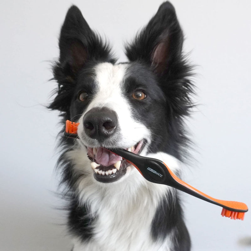 Pet Toothbrush for Dogs and Cats by Brushmate - Dual Size Angled Soft Brush Heads, Ergonomic Handle with a Flat Center That enhances Grip Control Orange - BeesActive Australia