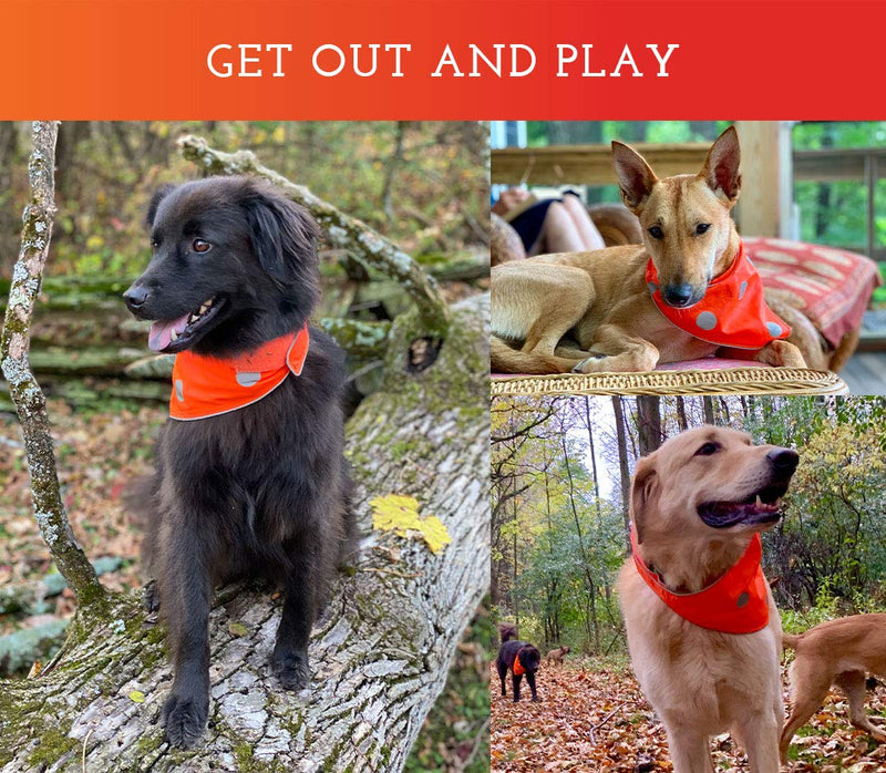 SPOT THE DOG! Reflective Bandana Bib Safety Apparel for All Dogs - Easy Fastening Closure, High Visibility Fluorescent Orange M-L 13"-24" - BeesActive Australia
