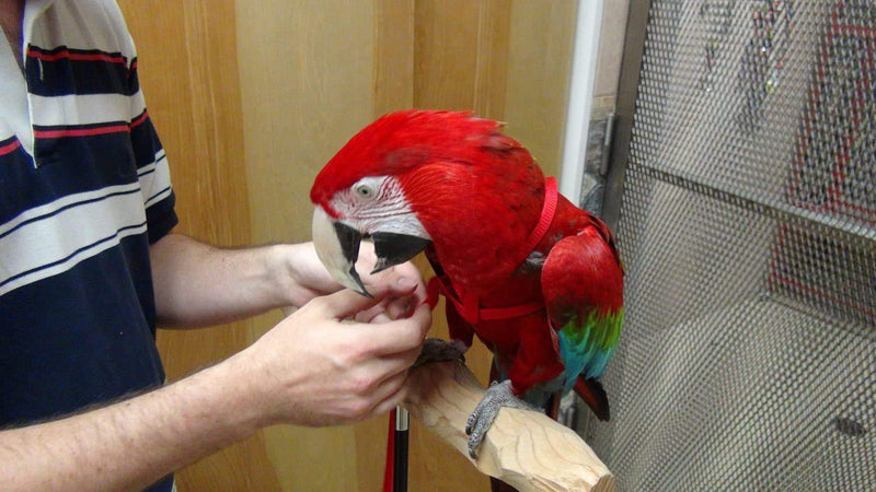 Bird Harness and Leash Amazon Cockatoo Harness Safe Adjustable Nylon Anti-bite Training Hraness Outside Walk for Large Bird Parrot Macaw Color Random L CHEST 13.78-21.65" - BeesActive Australia