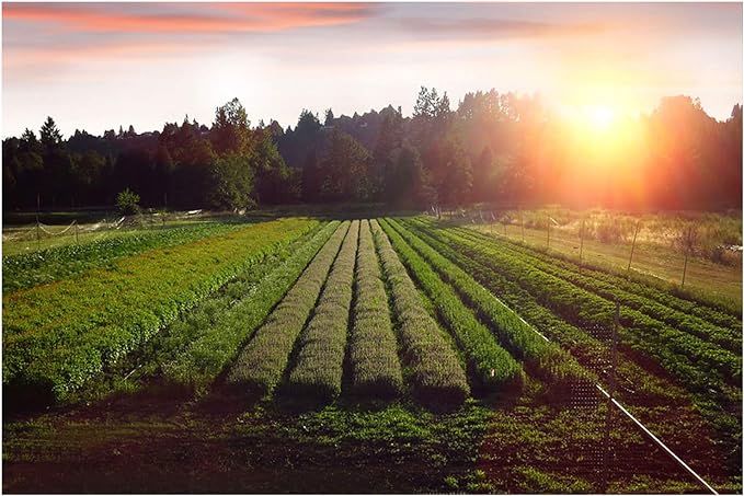 ekurekutexikku, Milk Thistle (mirukusisuru, nogesi) D 150mg X 90 Capsules E171 - BeesActive Australia