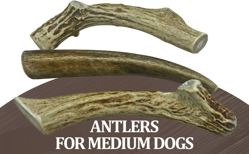 WhiteTail Naturals | 3 Pack | Deer Antler Dog Chews | All Natural Antlers for Dogs Medium (Pack of 3) - BeesActive Australia