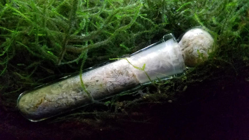 3 Holes Planaria Aquarium Trap Leeches Catcher 2 Pieces for Cherry Shrimp Crystal Red Shrimp Dwarf Shrimp Fish Tank Supplies - BeesActive Australia