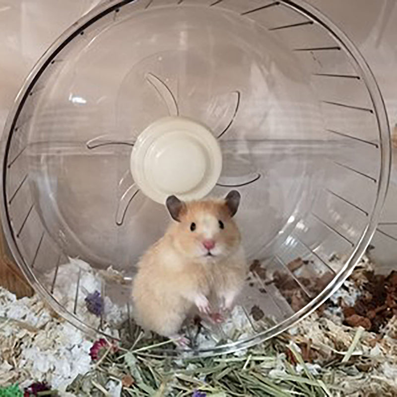 WHFPS Silent Hamster Exercise Wheel - Hamster Toy Accessories Running Spinner Quiet Hamster Runner for Small Animal Pet Gerbil Dwarf Syrian Hamster Hedgehog Rat Mouse Mice etc. 7.9 Inch - BeesActive Australia