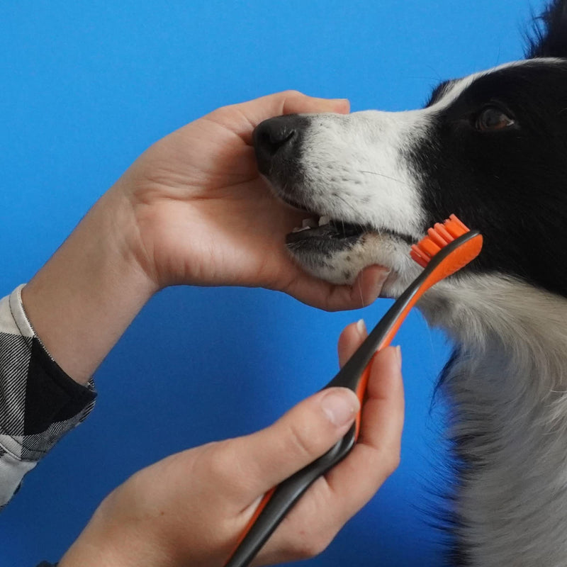 Pet Toothbrush for Dogs and Cats by Brushmate - Dual Size Angled Soft Brush Heads, Ergonomic Handle with a Flat Center That enhances Grip Control Orange - BeesActive Australia