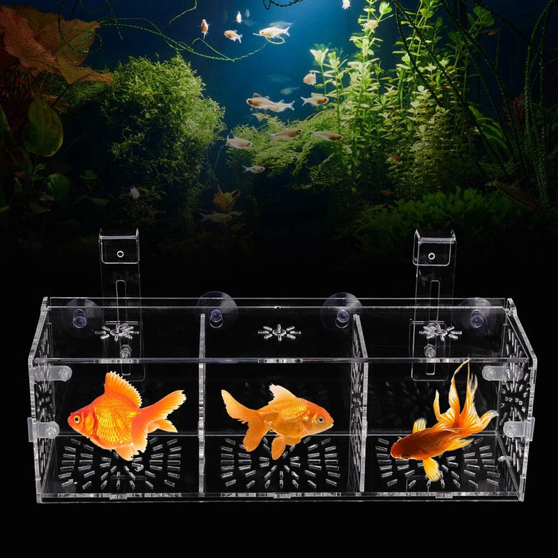 GLOGLOW Aquarium Breeder Box, 3 Sizes Acrylic Transparent Aquarium Breeding Isolation Box Fish Tank Hatchery Incubator Holder 30CM*10CM*10CM - BeesActive Australia