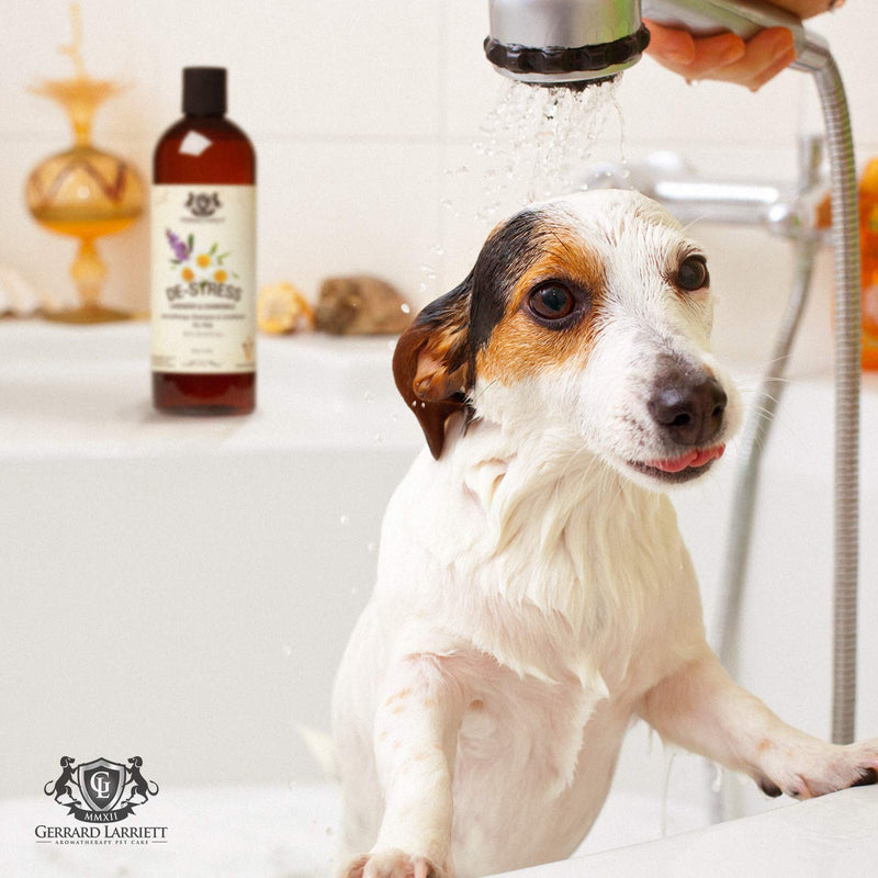 Aromatherapy Shampoo & Conditioner for Pets Dog Shampoo, Medicated Oatmeal Dog Shampoo & Pet Odor Eliminator Lavender & Chamomile - BeesActive Australia