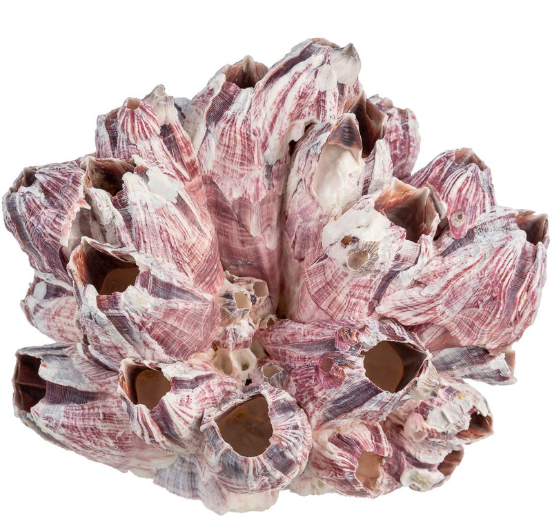 Real Purple Barnacle Cluster - 5-7" - Aquarium Ornament Piece for Decoration - Natural Barnacle Cluster for Craft and Decor - Plus Free Nautical eBook by Joseph Rains 5-7 in - BeesActive Australia