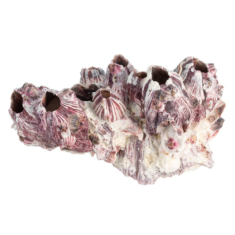Real Purple Barnacle Cluster - 5-7" - Aquarium Ornament Piece for Decoration - Natural Barnacle Cluster for Craft and Decor - Plus Free Nautical eBook by Joseph Rains 5-7 in - BeesActive Australia