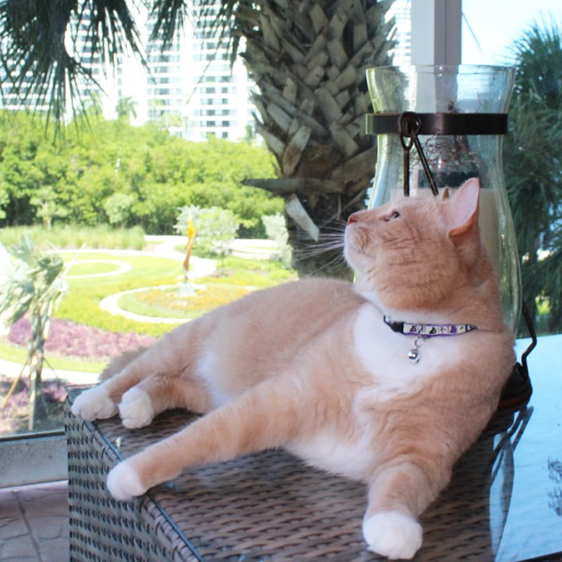 Pawtitas Glow in The Dark Cat Collar with Safety Buckle and Removable Bell Cat Collar Kitten Collar Cat Collar Purple - BeesActive Australia