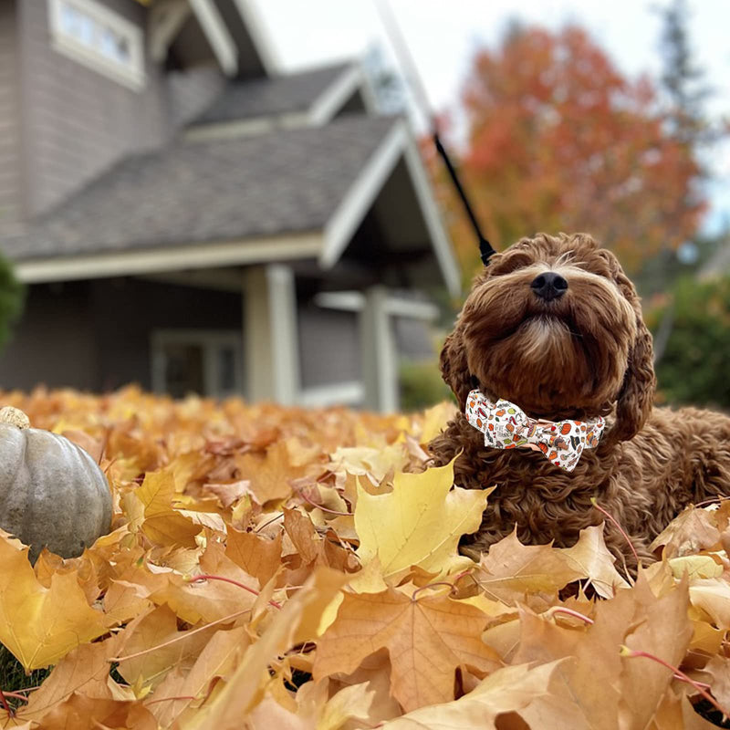 Elegant little tail Dog Collar with Bow, Holiday Dog Collar Bow Girl or Boy Dog Collar Pet Gift Dog Bowtie Adjustable Dog Collar for Small Medium Large Dogs Large (Pack of 1) A: Pumpkin with Turkey - BeesActive Australia