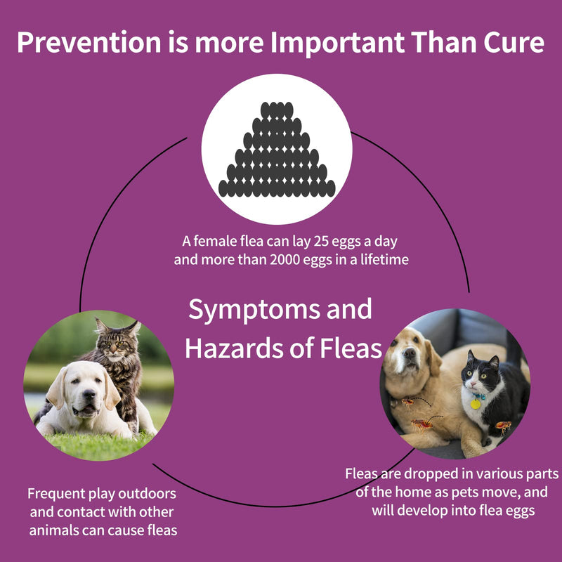 Flea and Tick Prevention for Cats, Cat Flea & Tick Control with Fipronil, Long-Lasting & Fast-Acting Topical Flea & Tick Treatment Drops for Kitten, 3 Doses - BeesActive Australia