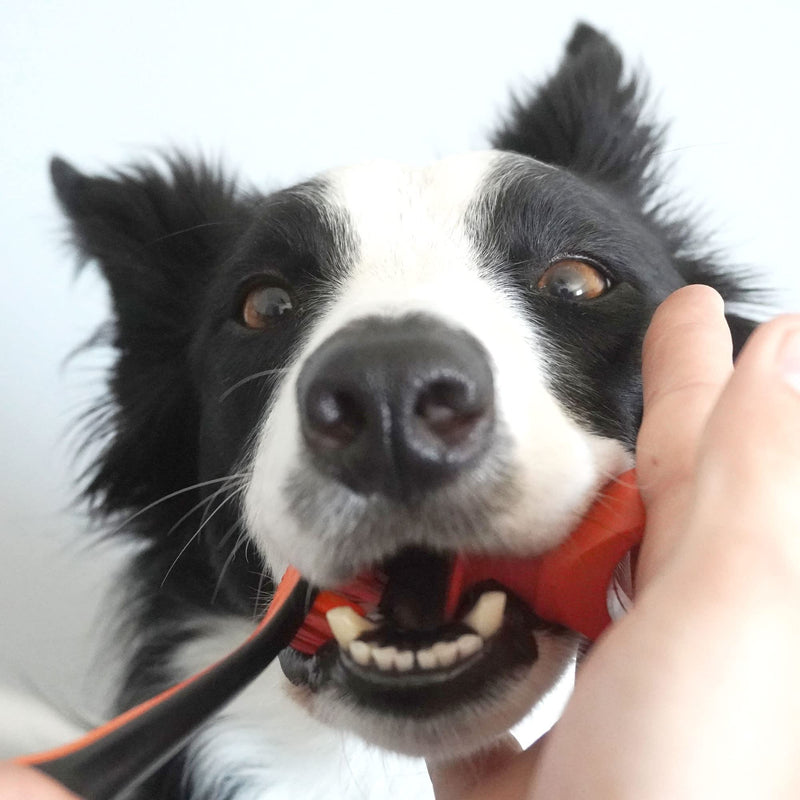 Paw Ready Pet Toothbrushing Assistant for Puppies' Dogs and Cats Allows You to Brush Your pet’s Teeth Without Constantly Worrying About Getting Bitten Medium Orange - BeesActive Australia