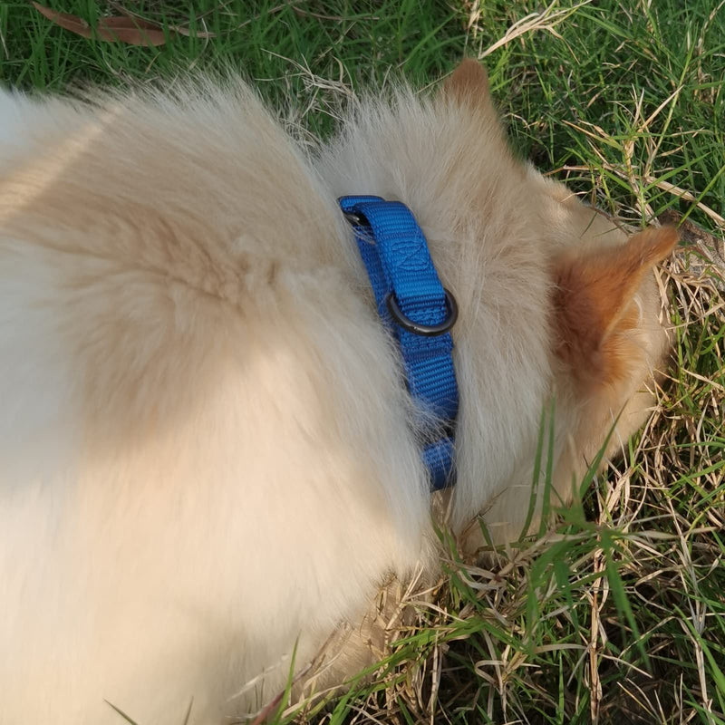 Cyclpet Nylon Adjustable Martingale Dog Collars,Comfort and Silky Training Dog Collar with Heavy Duty Clip for Active Dogs. Classic Blue Small - BeesActive Australia