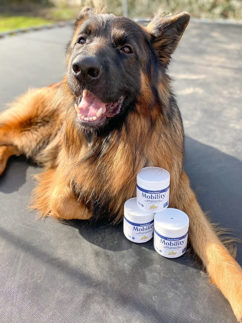 Lively Paws™ Mobility 10 Hip & Joint Care Supplement for Dogs- Soft Chews with Glucosamine, MSM, Green-Lipped Mussel, Manganese, Chondroitin & Vitamin C - BeesActive Australia