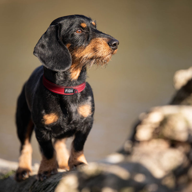 Fida Heavy Duty Dog Collar, Ultra Comfortable Soft Neoprene Padded, Adjustable Reflective Nylon Pet Collar with Durable Metal Belt Buckle for Small/Medium/Large/X-Large Breeds Medium(14.5"-19") Red - BeesActive Australia