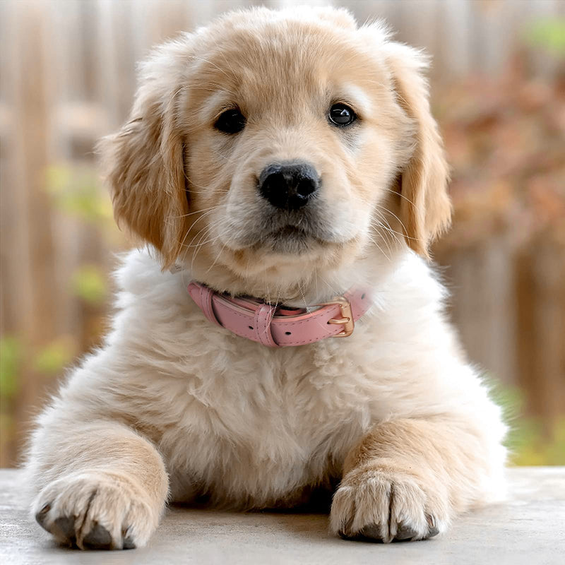 WHIPPY Leather Dog Collar for Small Medium Large Dog Adjustable Soft Breathable Leather Padded Puppy Collar with Alloy Buckle Heavy Duty Waterproof Classic Dog Pet Collar S:Neck 13"-17",Width 0.78" A-pink - BeesActive Australia