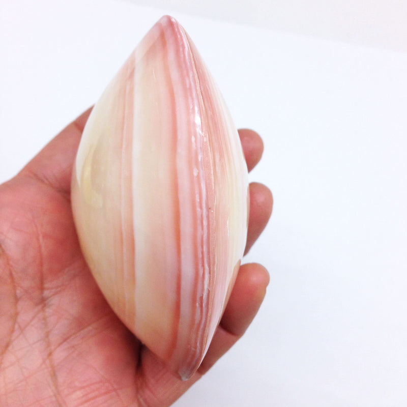 PEPPERLONELY 3 Pairs Polished Tiger Clam Sea Shells, 3-1/2 Inch ~ 4 Inch 40#. Polished Tiger Clam 3-1/2" ~ 4" - BeesActive Australia