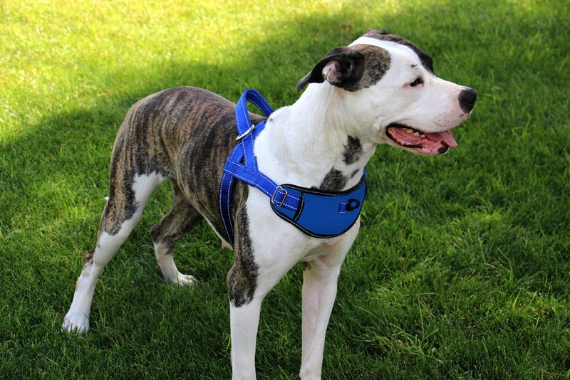 Max and Neo Passport Reflective Dog Harness - We Donate a Harness to a Dog Rescue for Every Harness Sold MEDIUM (19"-24.5" CHEST GIRTH) PURPLE - BeesActive Australia