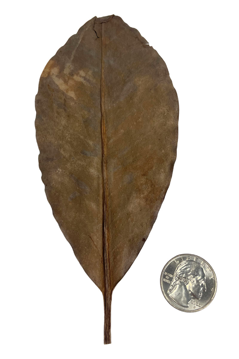 Snout and Shell 10 Mangrove Botanical Leaves - Fish & Aquarium Natural Decor for Aquatic Pets - BeesActive Australia