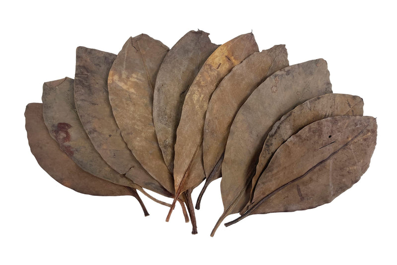 Snout and Shell 10 Mangrove Botanical Leaves - Fish & Aquarium Natural Decor for Aquatic Pets - BeesActive Australia