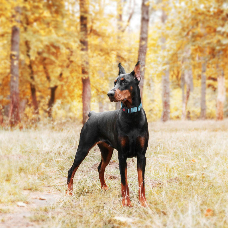 haapaw 2 Packs Martingale Dog Collar with Quick Release Buckle Reflective Dog Training Collars for Small Medium Large Dogs Medium (Pack of 1) Turquoise, Collar+Leash - BeesActive Australia