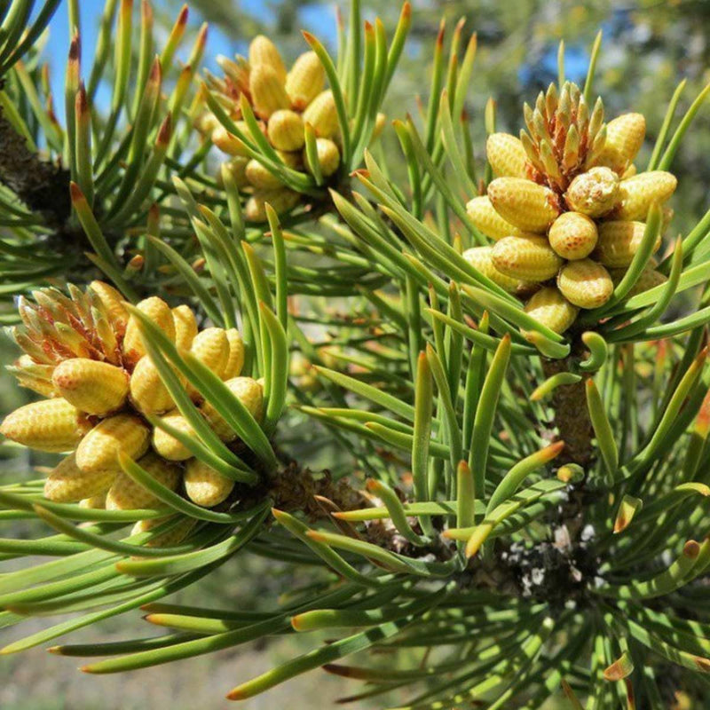 Alteya Organic Pine Tree Oil (Pinus Sylvestris) 10 ml - 100% USDA Certified Organic Pure Natural Pine Tree Essential Oil - BeesActive Australia