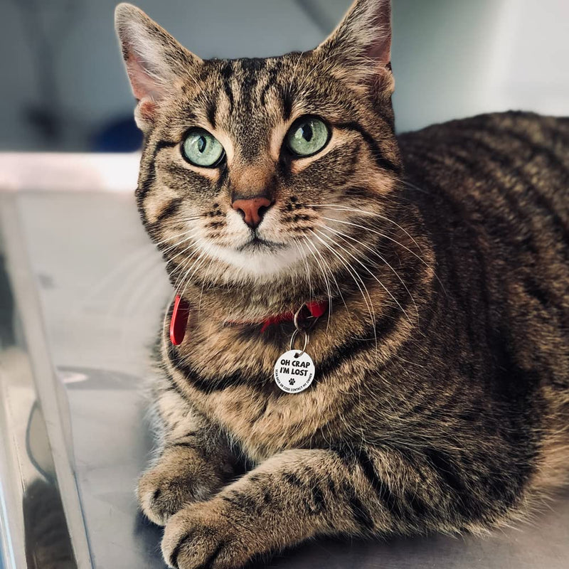 MYLUCKYTAG Stainless Steel QR Code Pet ID Tags Cat Tags - Pet Online Profile - Scan QR Receive Instant Pet Location Alert Email Im Lost,silver - BeesActive Australia