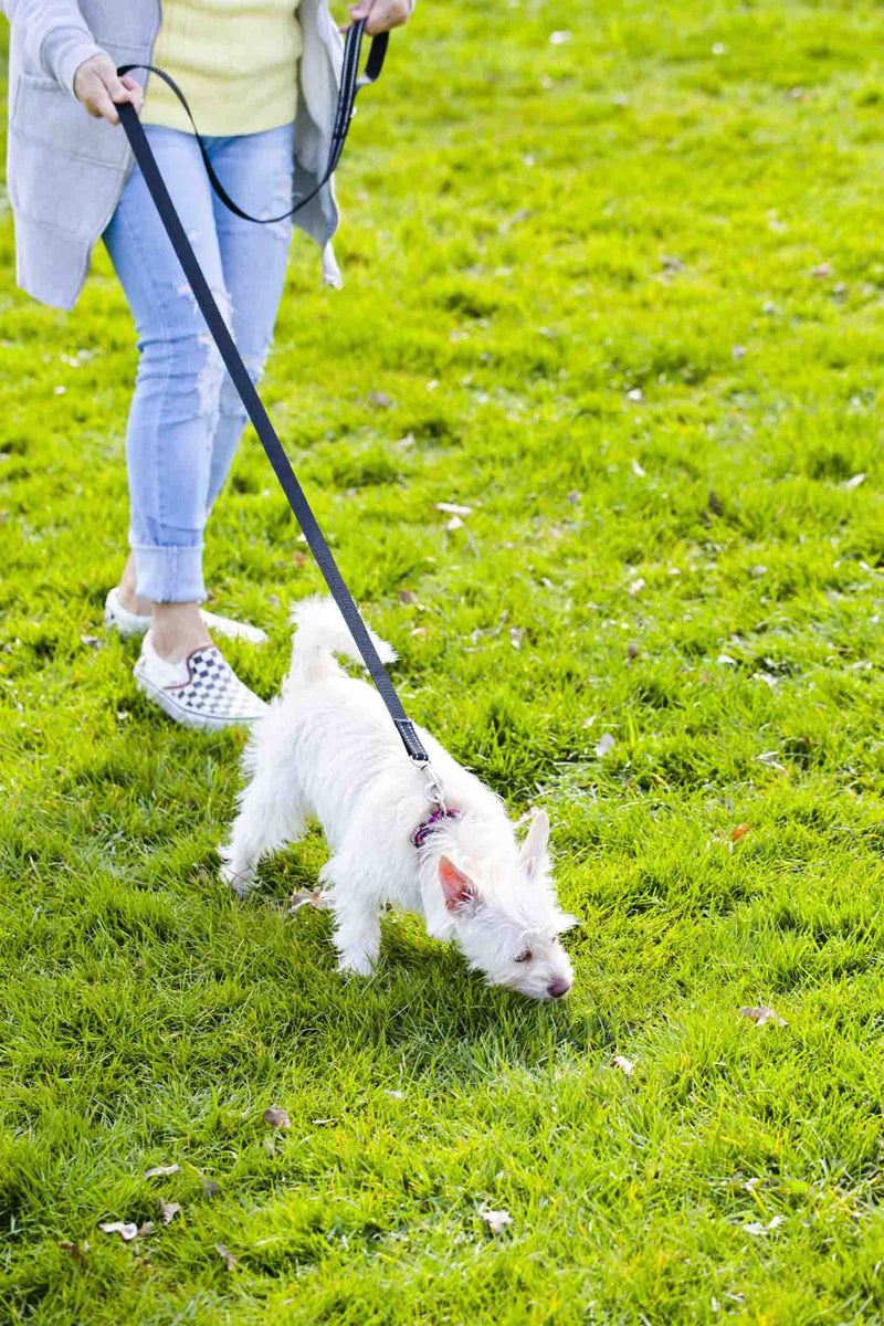 SUNNQ Reflective Dog Leash 6ft - Nylon Dog Leashes for Small Dogs, Medium Dogs, Large Dogs, Puppy, Cats - 6ft Training Leash with D Ring 5/8 inch x 6FT PINK - BeesActive Australia