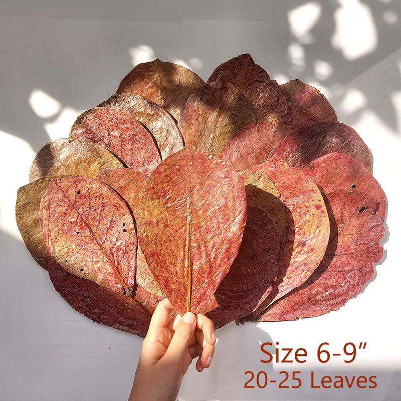 Premium Indian Almond Leave. Aquarium Decorations Size 6-9" Pack 50g(20-25 Leaves). Catappa Leaves Rich in Tannin. Superb to be Health Better, Vitality, Succesful Breeding! of Shrimp & Betta Fish Tank - BeesActive Australia