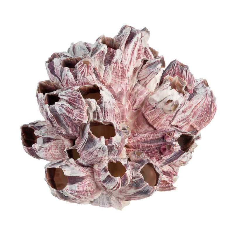Real Purple Barnacle Cluster - 5-7" - Aquarium Ornament Piece for Decoration - Natural Barnacle Cluster for Craft and Decor - Plus Free Nautical eBook by Joseph Rains 5-7 in - BeesActive Australia