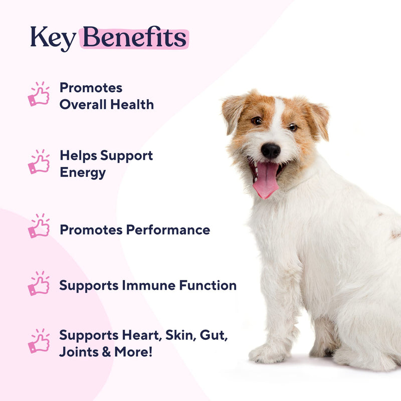 Pawfy Multivitamin Chews | 15 in 1 Premium Supplement | Immunity | Joints | Skin | Coat | Energy | with Vitamins, Oils & Minerals - BeesActive Australia