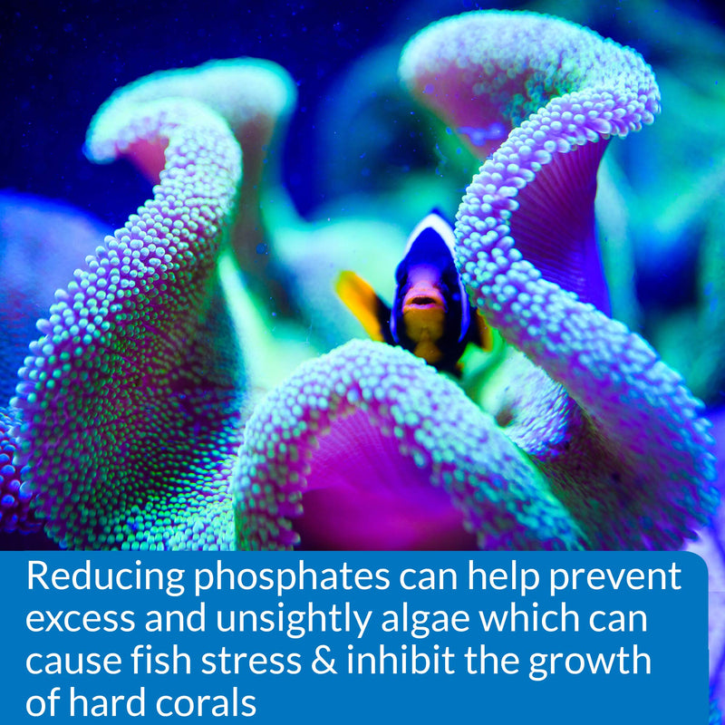 API Phosphate Test Kit For Freshwater And Saltwater - BeesActive Australia