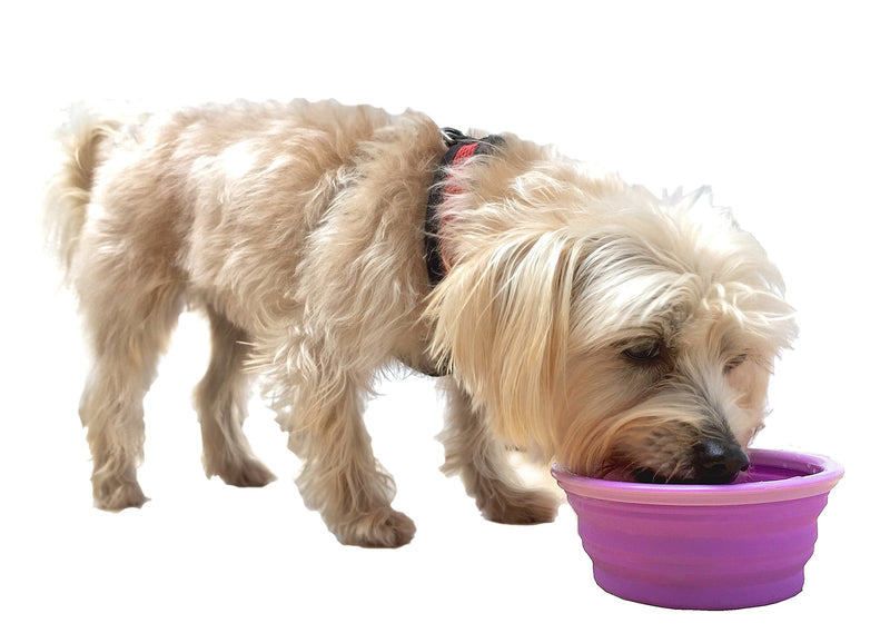 Prima Pet Collapsible Silicone Food and Water Travel Bowl with Clip for Dog and Cat, Small (1.5 Cups) SMALL (1.5 CUPS) PURPLE - BeesActive Australia