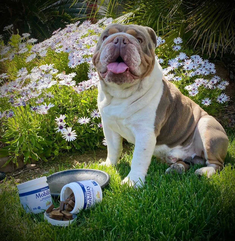 Lively Paws™ Mobility 10 Hip & Joint Care Supplement for Dogs- Soft Chews with Glucosamine, MSM, Green-Lipped Mussel, Manganese, Chondroitin & Vitamin C - BeesActive Australia