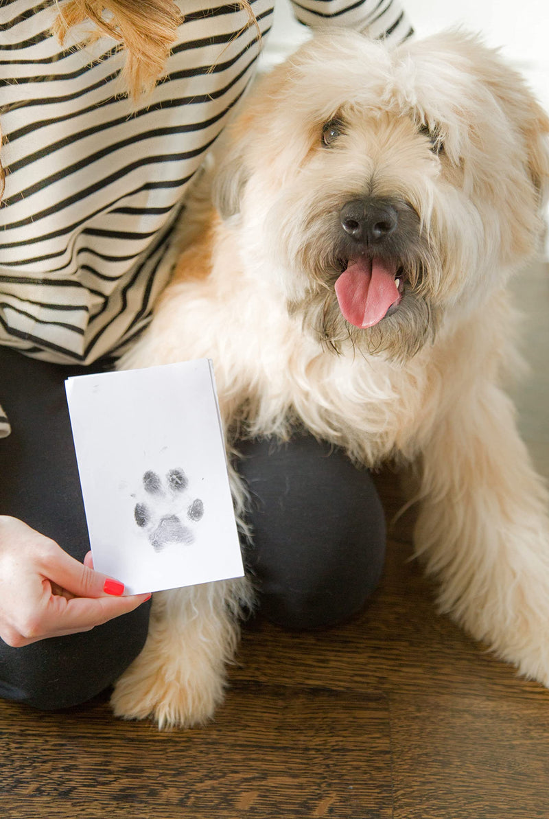 Kate & Milo Clean Touch Ink Pad, No Touch Ink Pad for Dog or Cat Paw Print, Pet Owner Keepsakes, Pawprint Makers, Black Ink - BeesActive Australia