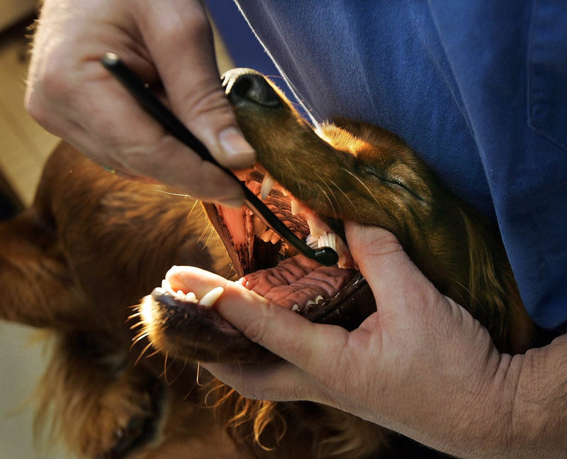 Petosan Double-Headed Toothbrush for Dogs Large 35+ lbs - BeesActive Australia