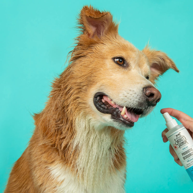 SKOUT'S HONOR: Probiotic Deodorizer - 8 fl. oz. - Hydrates and Deodorizes Fur, Supports Pet’s Natural Defenses, PH-Balanced and Sulfate Free - Avocado Oil - BeesActive Australia