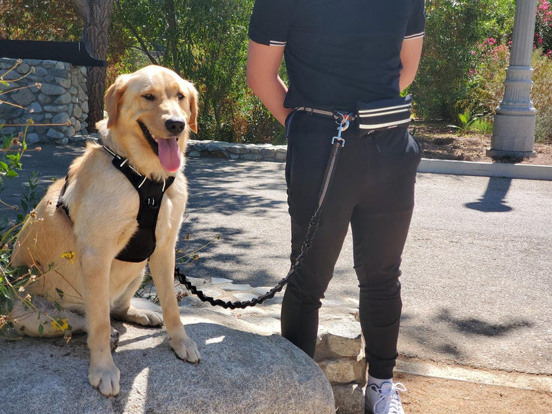 Petmegoo Hands Free Dog Leash Black - BeesActive Australia