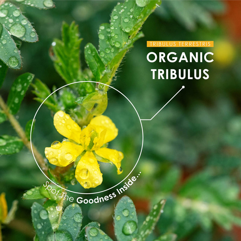 Organic Tribulus 1500mg - High Potency Tribulus Terrestris � Certified Organic, Non GMO, Gluten Free, Halal � 60 Vegan Capsules 1 count (Pack of 60) - BeesActive Australia