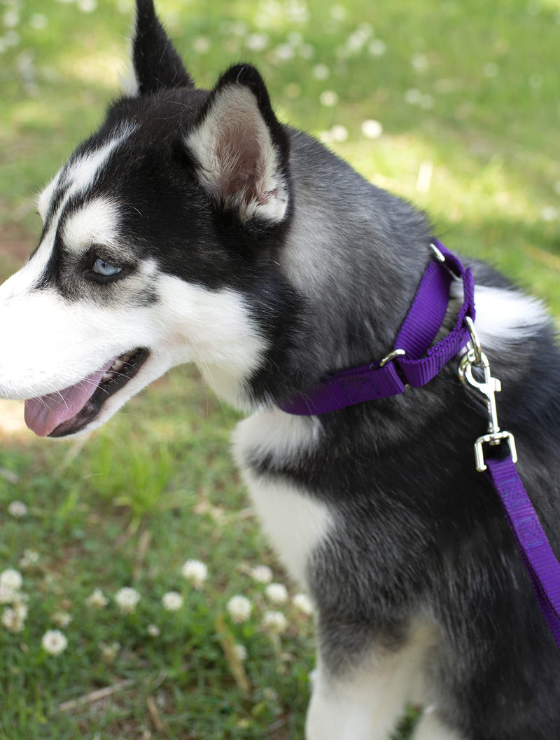 Country Brook Petz - 1 Inch Nylon Dog Leash - Strong, Durable, Traditional Style Leash with Easy to Use Snap - 25+ Colors - Multiple Lengths 6 Foot X 1 Inch Wide Purple - BeesActive Australia