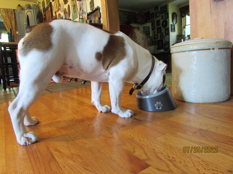 ThirstAlert.com Smart Pet Water Bowl. Never let Your Pet Go Thirsty Again. 3 LED Lights Will Blink & Let You Know When The Water Bowl is Approximately 80% Empty. - BeesActive Australia