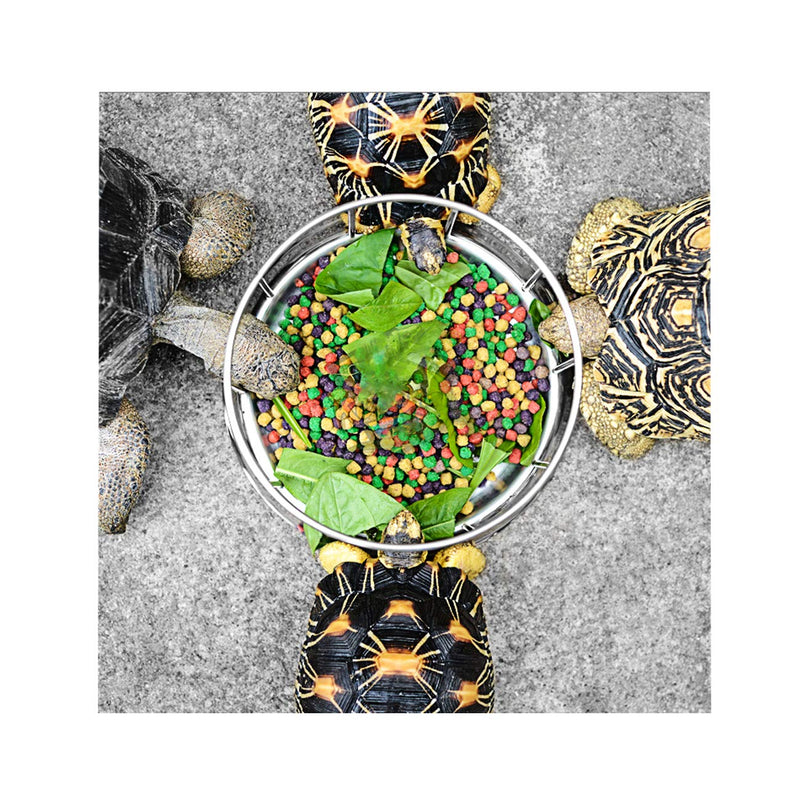 Wontee Tortoise Food Water Dish Feeder Bowl Stainless Steel Tray Dispenser for Lizard Turtle Chameleon Reptiles Medium - BeesActive Australia
