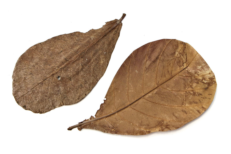 Snout and Shell 10 Mangrove Botanical Leaves - Fish & Aquarium Natural Decor for Aquatic Pets - BeesActive Australia