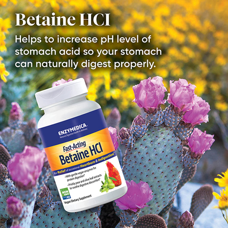 ENZYMEDICA - Betaine HCI (120 Capsules) | Digestive Support Enzyme Supplement | Acid Active Protease Digestive Enzyme Blend for Acid Reflux and Indigestion, Nutrient Supplements, Gut Health Supplement 120 Count (Pack of 1) - BeesActive Australia