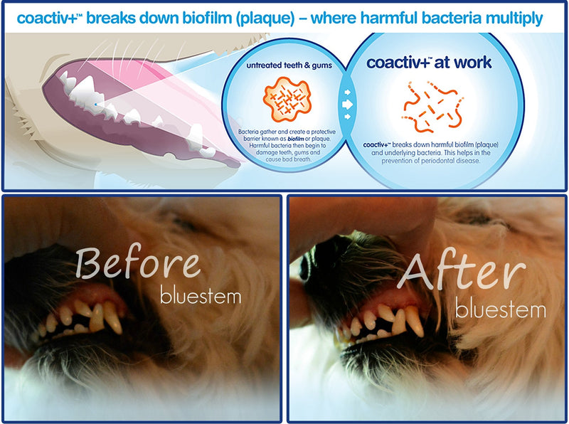 Pet Water Additive Oral Care: for Dogs & Cats Bad Breath, Dental Rinse Freshener Treats Plaque & Teeth Tartar. Dog & Cat Mouth Clean Health Treatment for Pets Drinking Bowl Original - BeesActive Australia