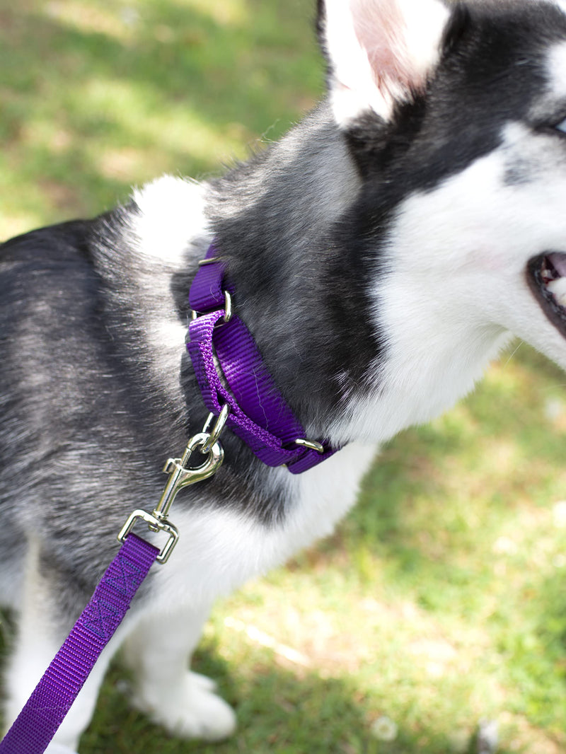Country Brook Petz - 1 Inch Nylon Dog Leash - Strong, Durable, Traditional Style Leash with Easy to Use Snap - 25+ Colors - Multiple Lengths 6 Foot X 1 Inch Wide Purple - BeesActive Australia