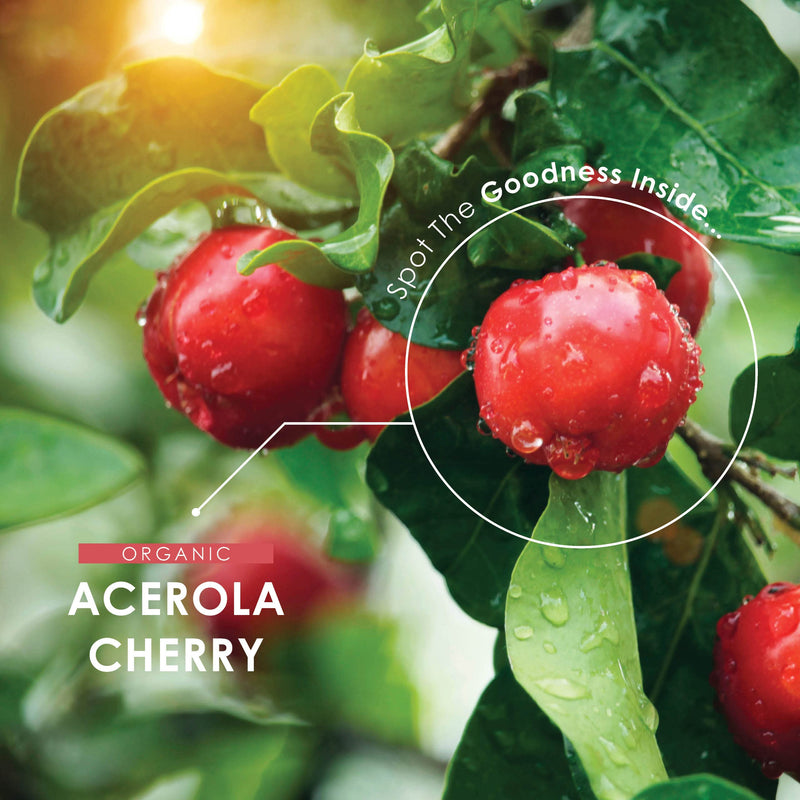 Organic Acerola Cherry Extract 11,750mg - High Strength 100% NRV Natural Vitamin C, Made from Organic Acerola Cherry 25:1 Extract - Non-GMO, Gluten-Free, Halal, Vegan. 90 Vegan Capsules - BeesActive Australia