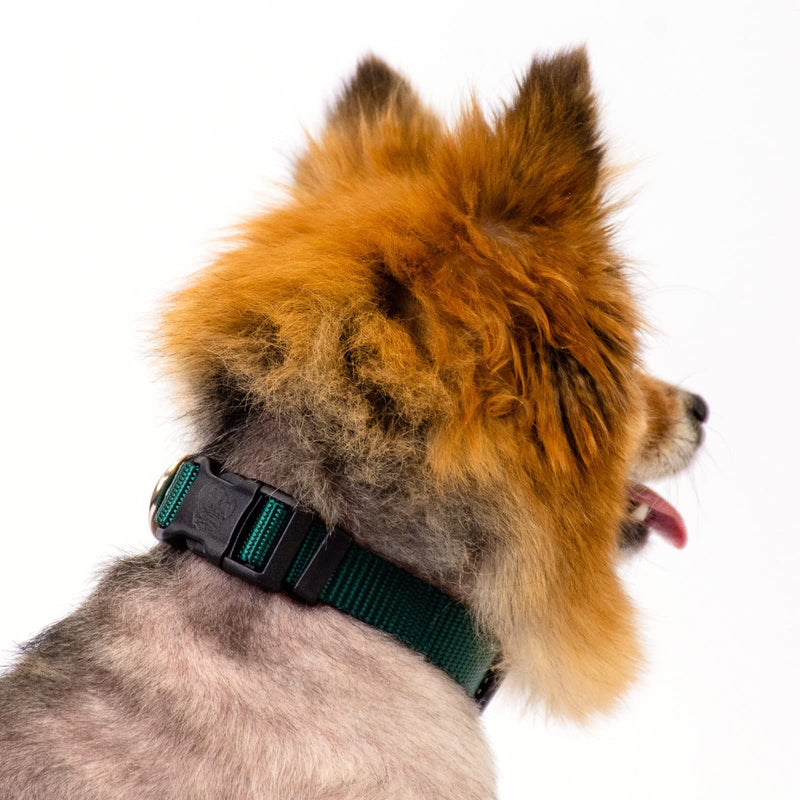 Country Brook Petz - 25+ Vibrant Colors - American Made Deluxe Nylon Dog Collar with Buckle Medium (Pack of 1) Green - BeesActive Australia