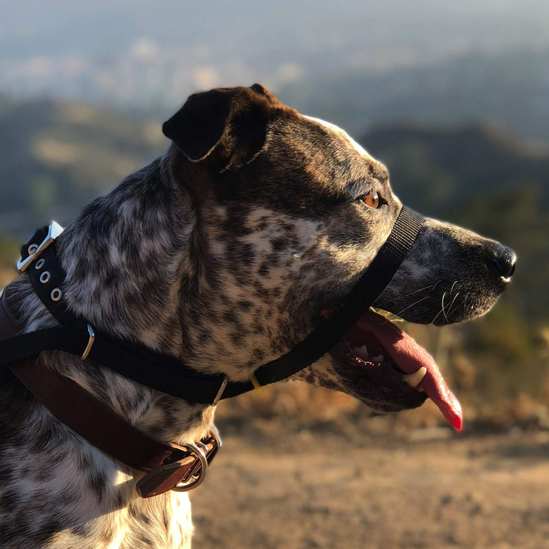 Canny The Canny Collar for Dog Training and Walking, Simple and Effective Help with Dog Training and Helps to Stop Dogs from Pulling on The Lead, Collar for Dog Walking - Black Size 5 Blue - BeesActive Australia